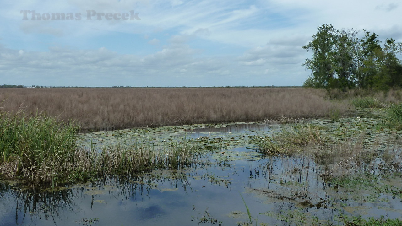 006.   Savannah National Wildlife Refuge_2017