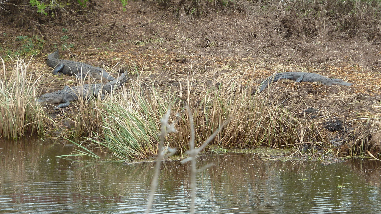 008.   Savannah National Wildlife Refuge_2017