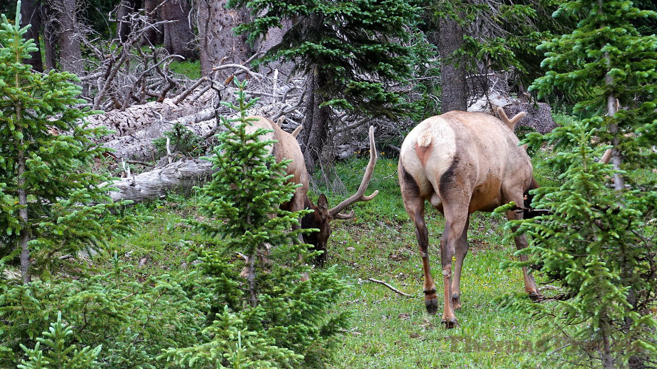 033   Rocky Mountain National Park_2018