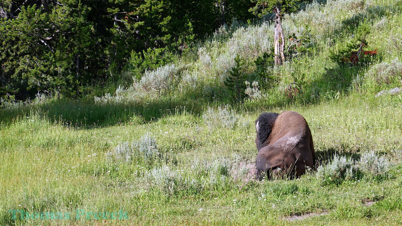 012  Yellowstone National Park_2018