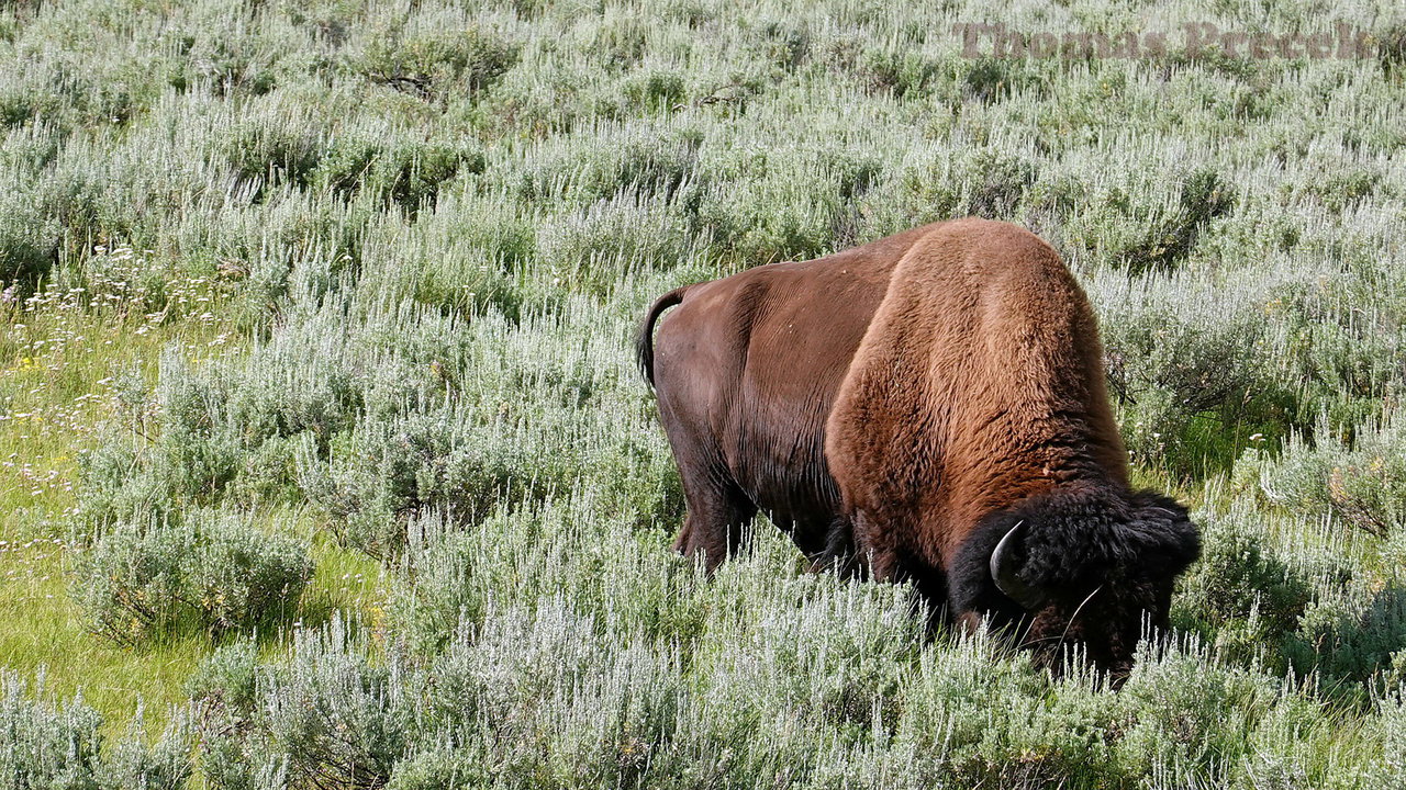 013  Yellowstone National Park_2018